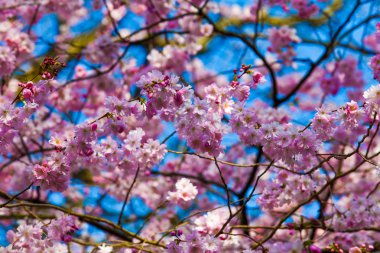 Sakura çiçekleri açıyor. Güzel pembe kiraz çiçeği 