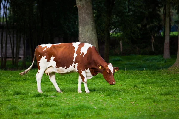 Cows on meadow — Stock Photo, Image