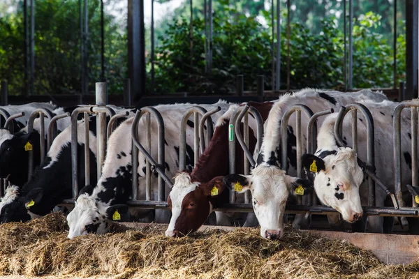 Krów w gospodarstwie — Zdjęcie stockowe