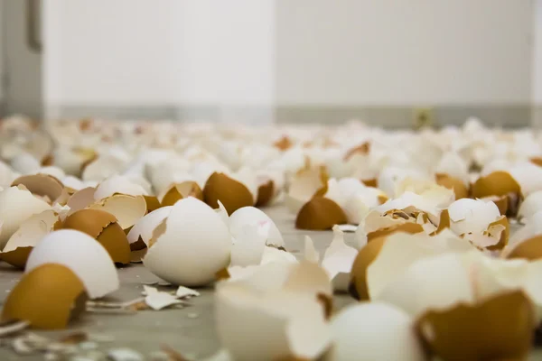 Eggs shell.  Eggshell — Stock Photo, Image