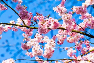 Sakura çiçekleri açıyor.