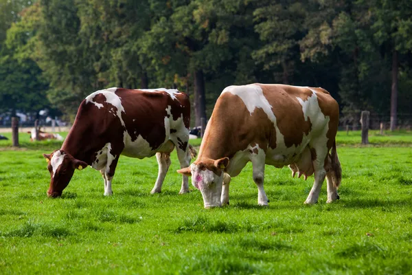 Koeien op de weide — Stockfoto