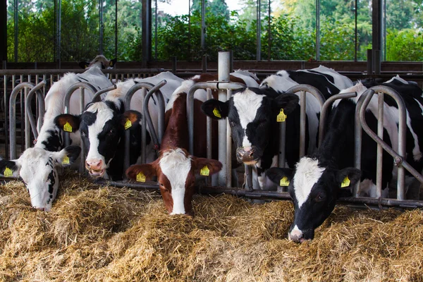 Vacas en la granja — Foto de Stock