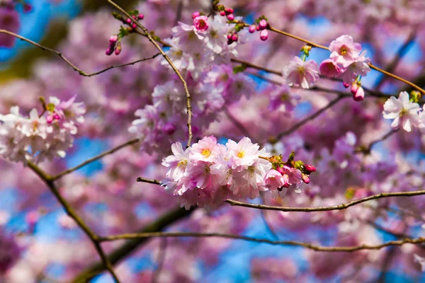 Sakura kwiaty kwitnące Obrazy Stockowe bez tantiem