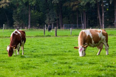 çayır üzerinde ineklerin