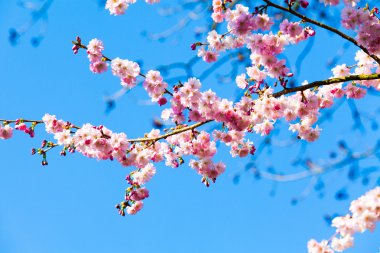Sakura çiçekleri açıyor.