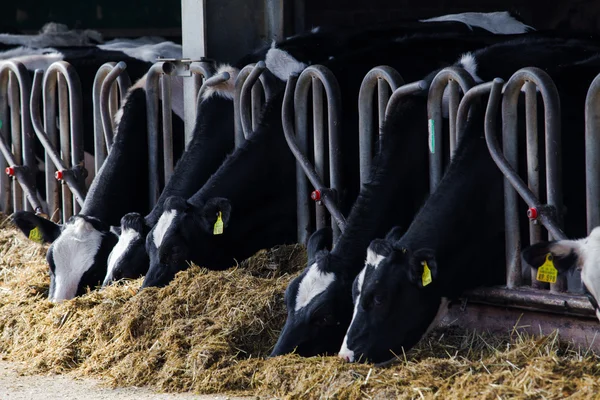 Cows on Farm — Stock Photo, Image