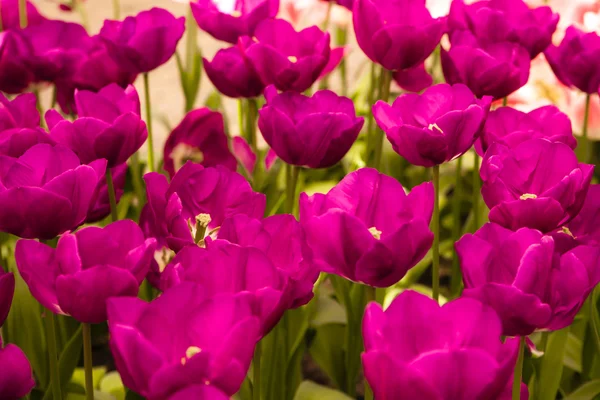 Tulips — Stock Photo, Image