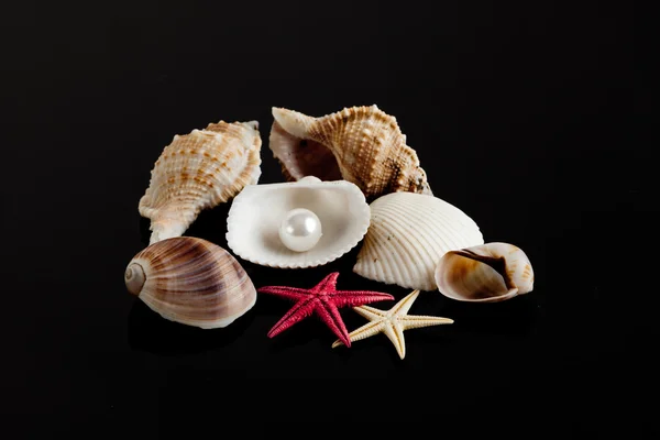 Sea shells — Stock Photo, Image