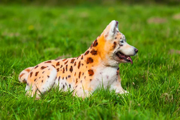 Dog repainted on leopard — Stock Photo, Image