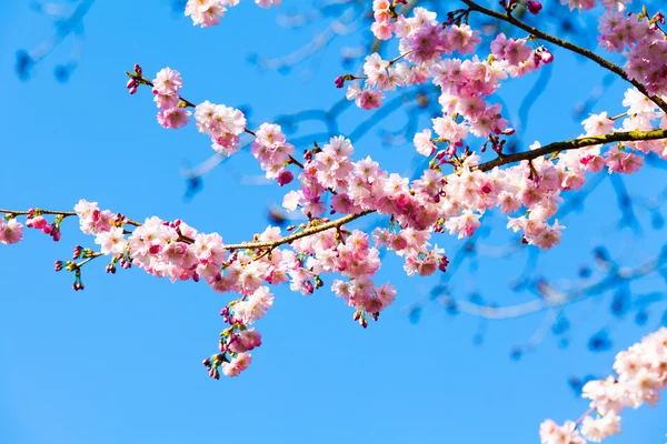 Flores Sakura florescendo — Fotografia de Stock