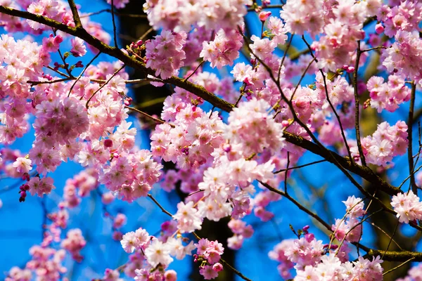 Άνθη Sakura ανθίζουν — Φωτογραφία Αρχείου