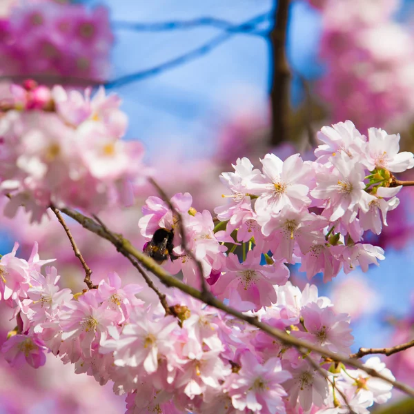 Sakura blommor — Stockfoto