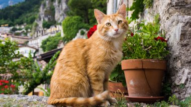 kedi portre . 