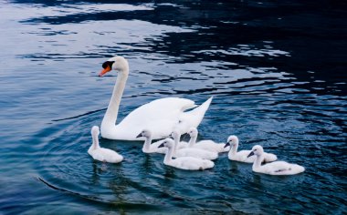 kızlarla kuğu. Mute swan aile