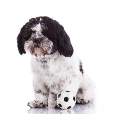 Shih tzu beyaz zemin üzerine