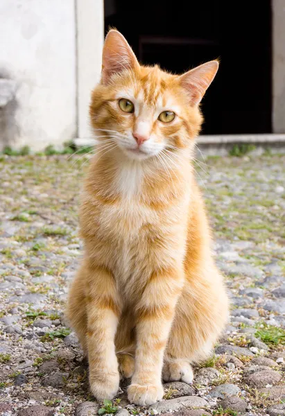 Portrait de chat  . — Photo