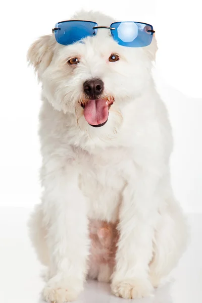 Белая собака в синих солнечных очках — стоковое фото