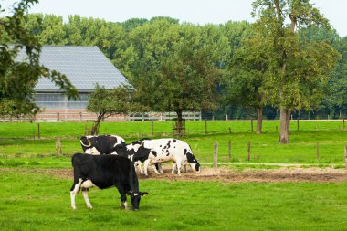 çayır üzerinde ineklerin 