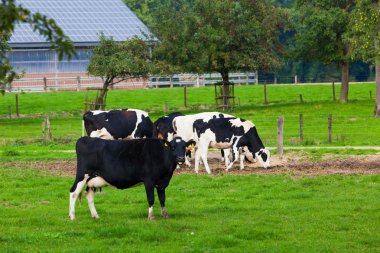 çayır üzerinde ineklerin 