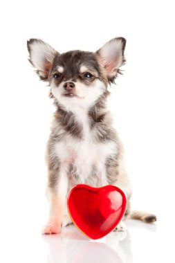 çok güzel chihuahua yavrusu.