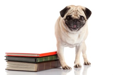 Beyaz arka plan üzerinde Pug köpek 