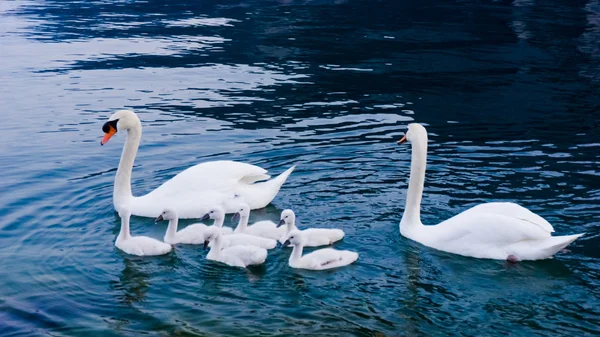 Swan with chicks. — Stock Photo, Image