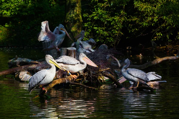 Pelikanen op de vijver — Stockfoto