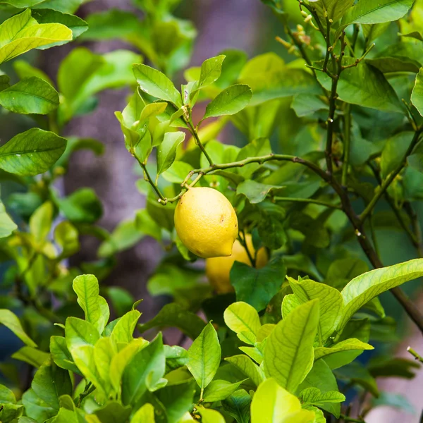 Lemon on the tree. — Stock Photo, Image