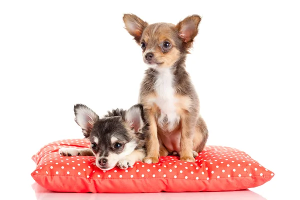 Cãozinho adorável Chihuahua . — Fotografia de Stock