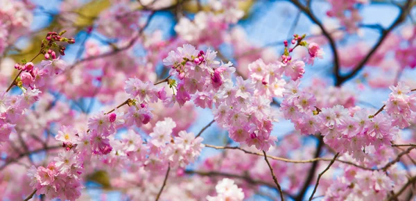 Sakura λουλούδια — Φωτογραφία Αρχείου