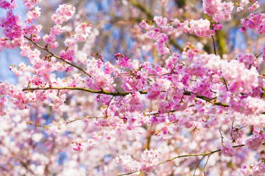 Sakura çiçekler