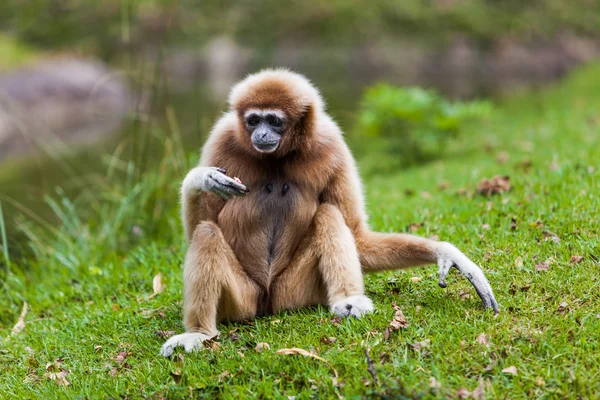 Gibbon de faces brancas — Fotografia de Stock