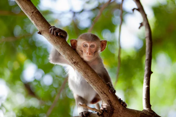 Baby macaque — Stock Photo, Image