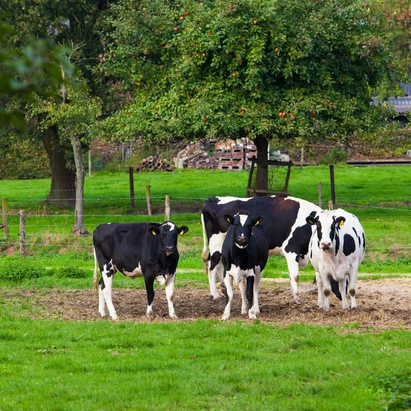 Коровы на лугу — стоковое фото