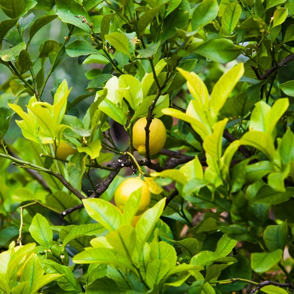 Lemons on tree — Stock Photo, Image