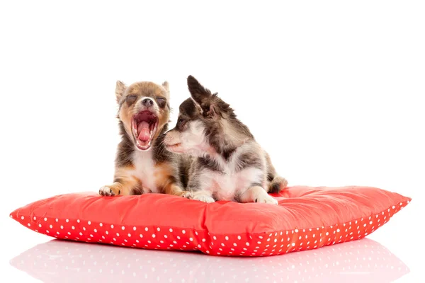Puppies on pillow — Stock Photo, Image