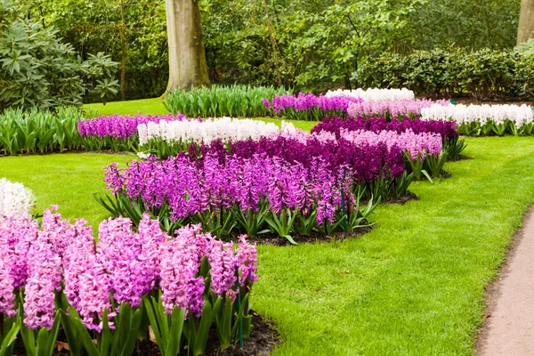 Hyacinths flowerbeds — Stock Photo, Image