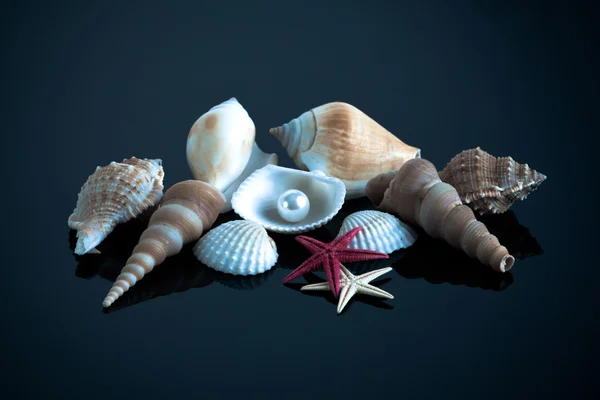 Colección de conchas marinas —  Fotos de Stock