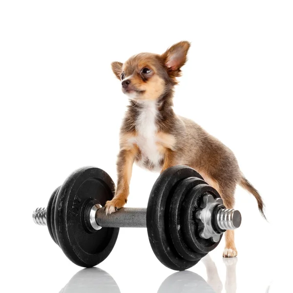 Puppy with dumbbell — Stock Photo, Image