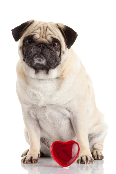 Pug dog — Stock Photo, Image