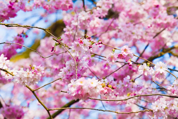 Sakura-Blüten — Stockfoto