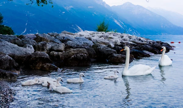 Labuť s kuřaty — Stock fotografie