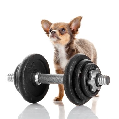 dumbbell yakınındaki Chihuahua yavrusu