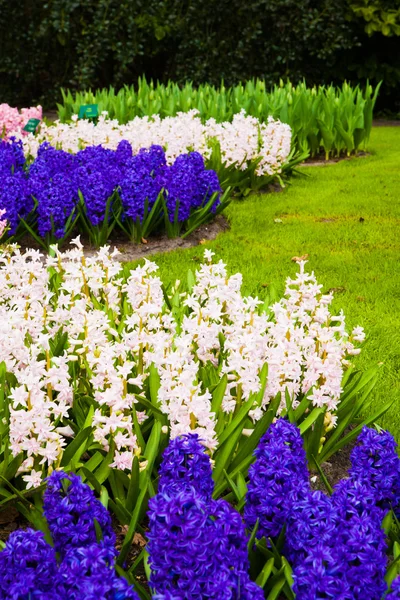 Hyacinths in springtime — Stock Photo, Image