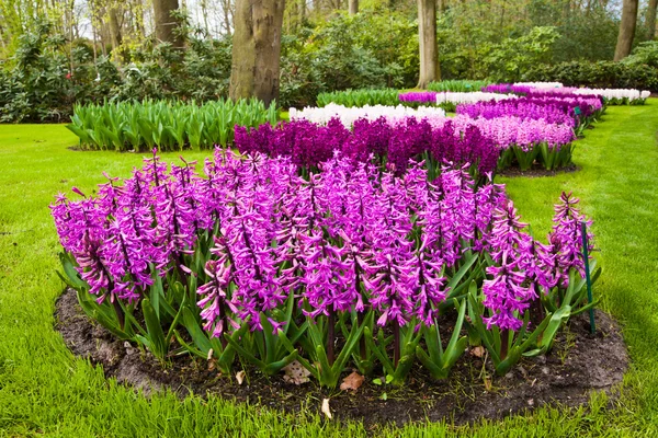 Hyacinths in springtime — Stock Photo, Image