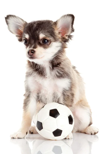 Schattig chihuahua pup met voetbal — Stockfoto