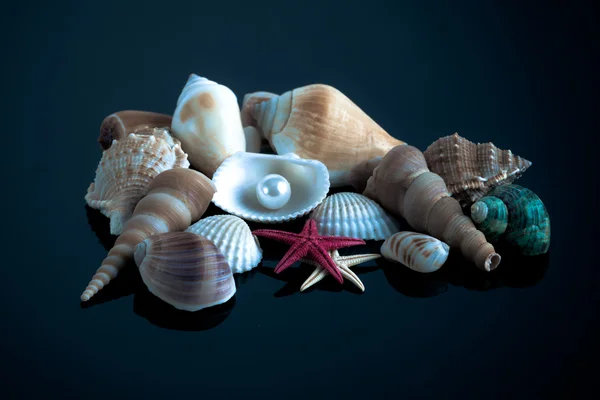 Colección Seashell —  Fotos de Stock