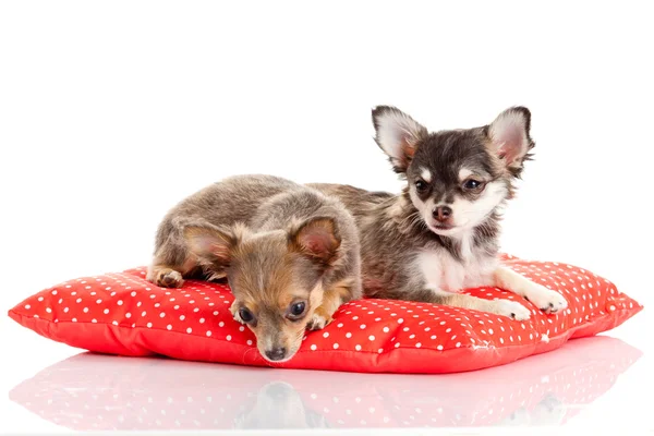 Adorable Chihuahua puppies — Stock Photo, Image