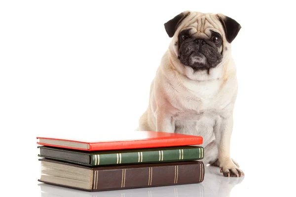 Kitap yakın Pug köpek — Stok fotoğraf